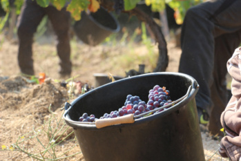 Vigne et production viticole