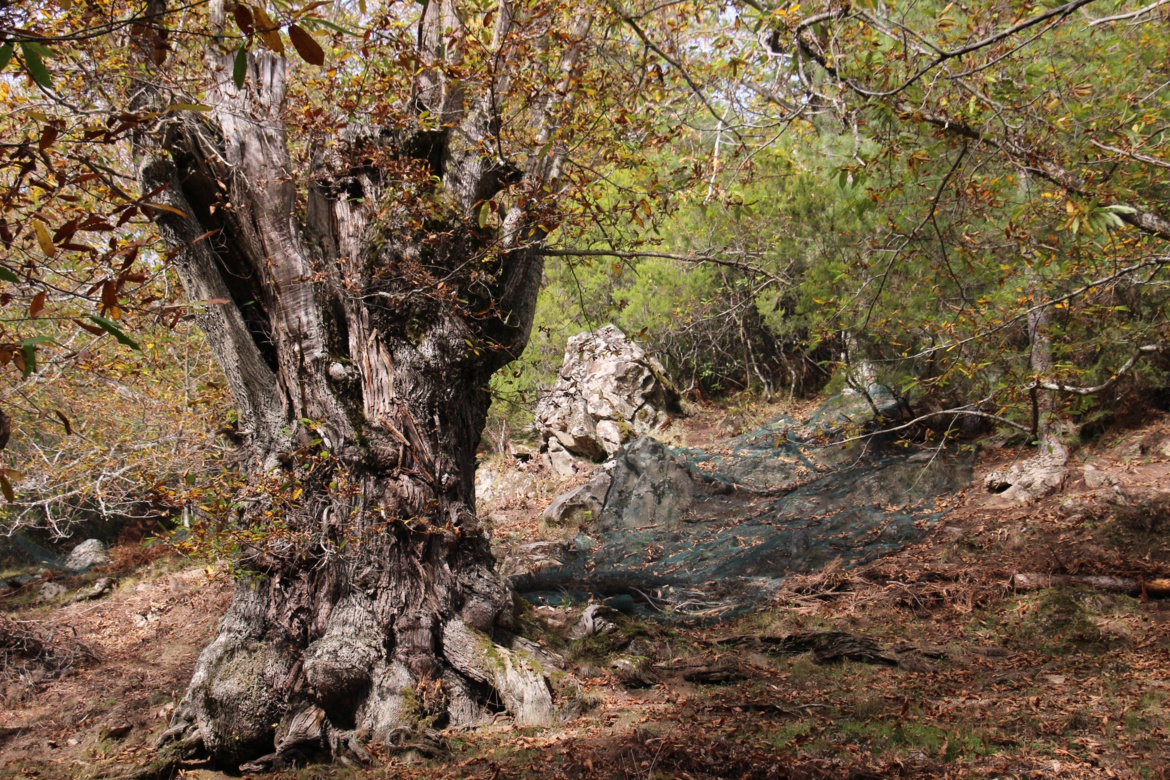 Châtaigniers et châtaignes Châtaigniers et châtaignes