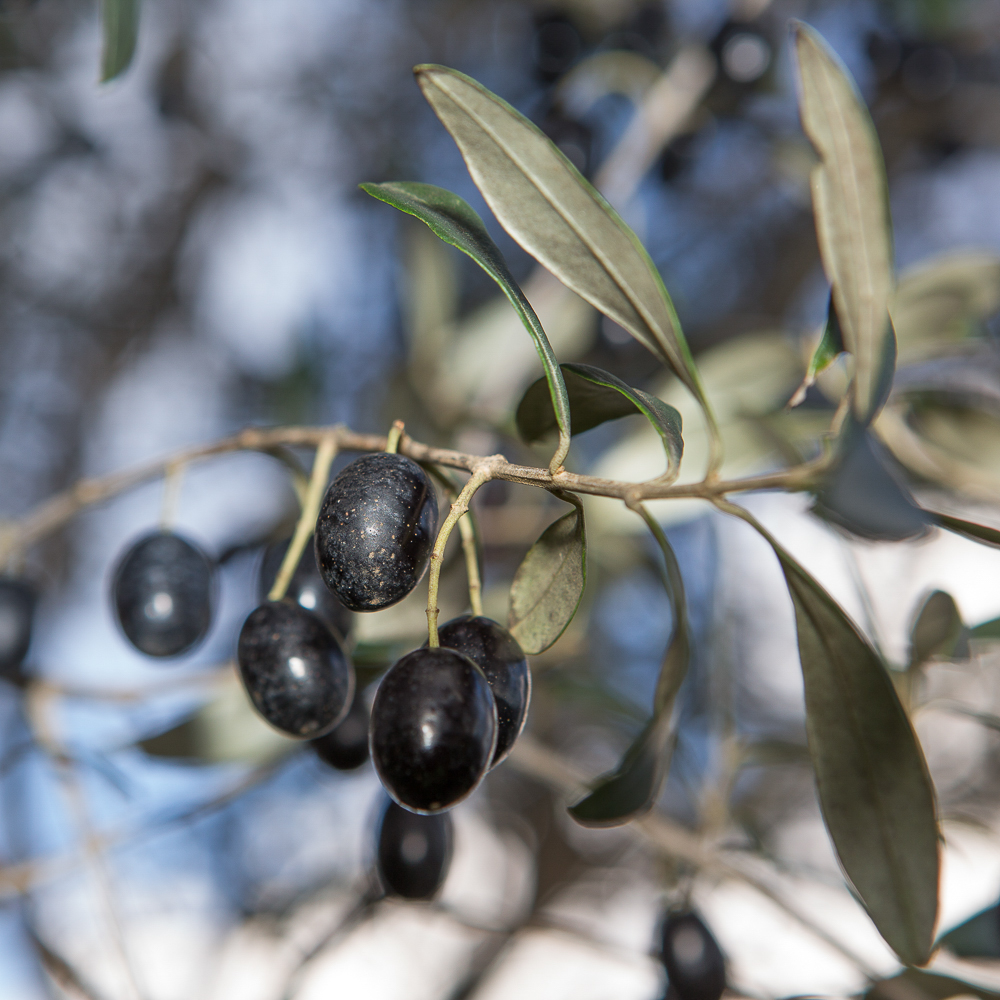 Oliviers et huile d'olive