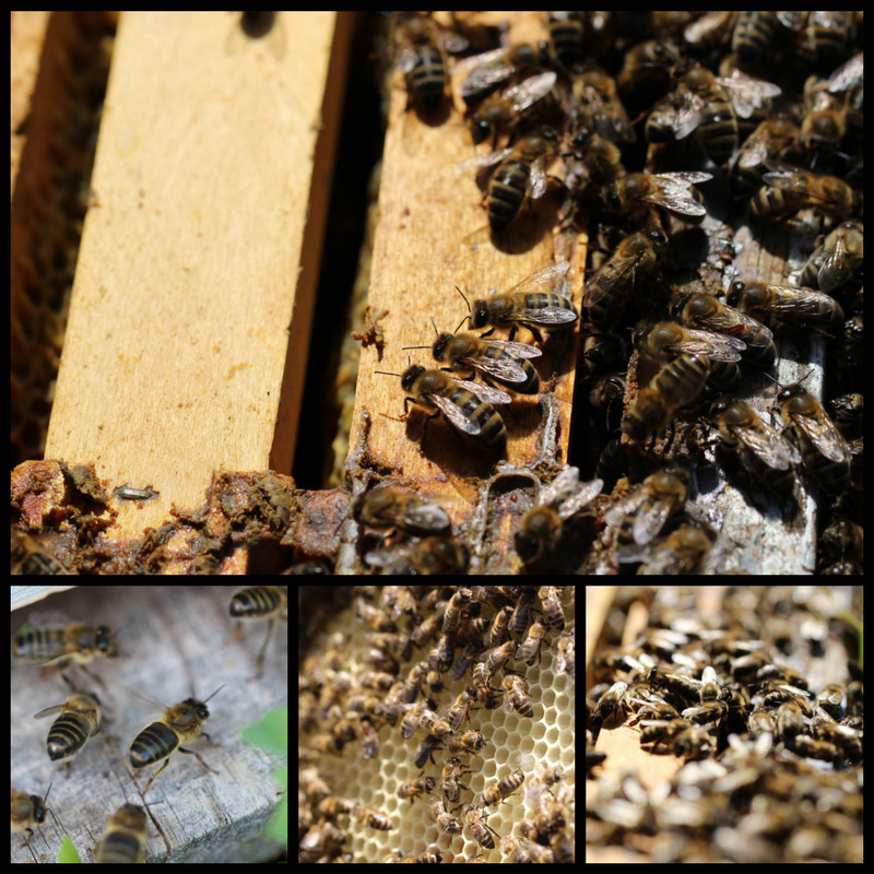 Apiculture et miel Apiculture et miel