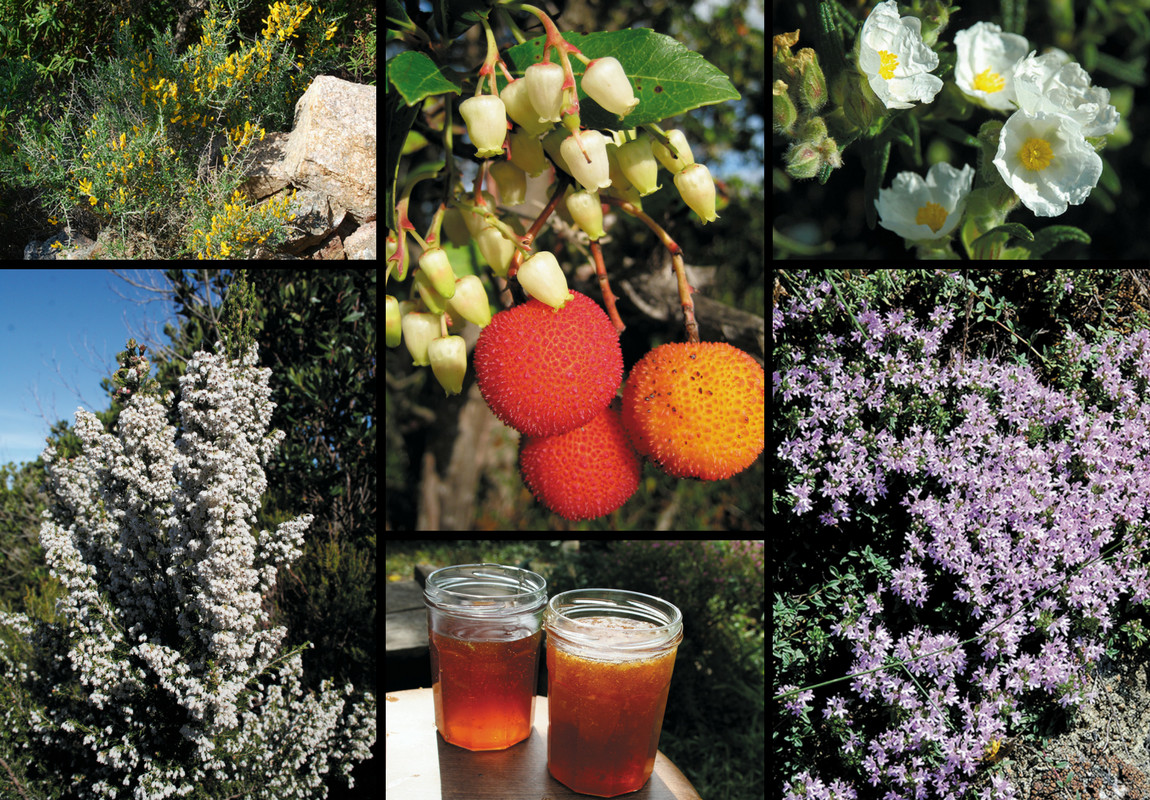 Apiculture et miel Apiculture et miel