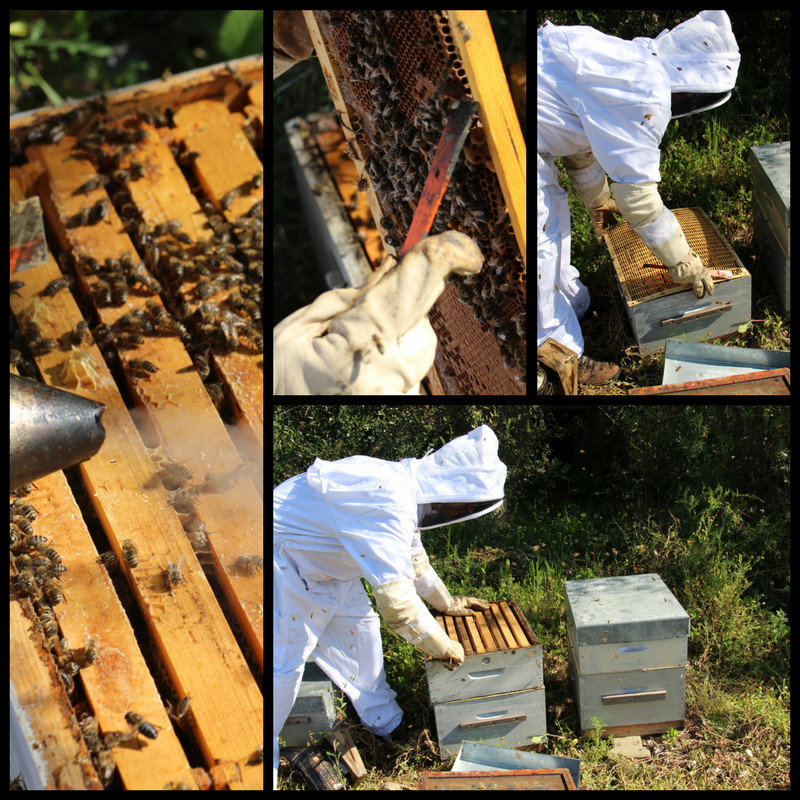 Apiculture et miel Apiculture et miel