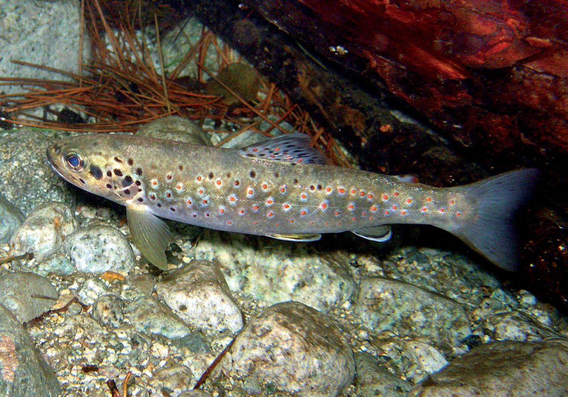 La truite macrostigma La truite macrostigma