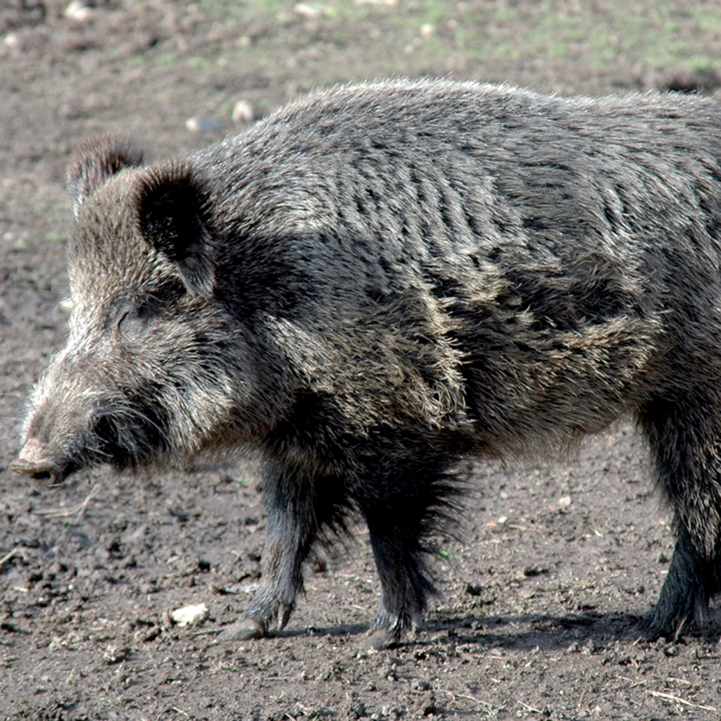 Le sanglier Le sanglier