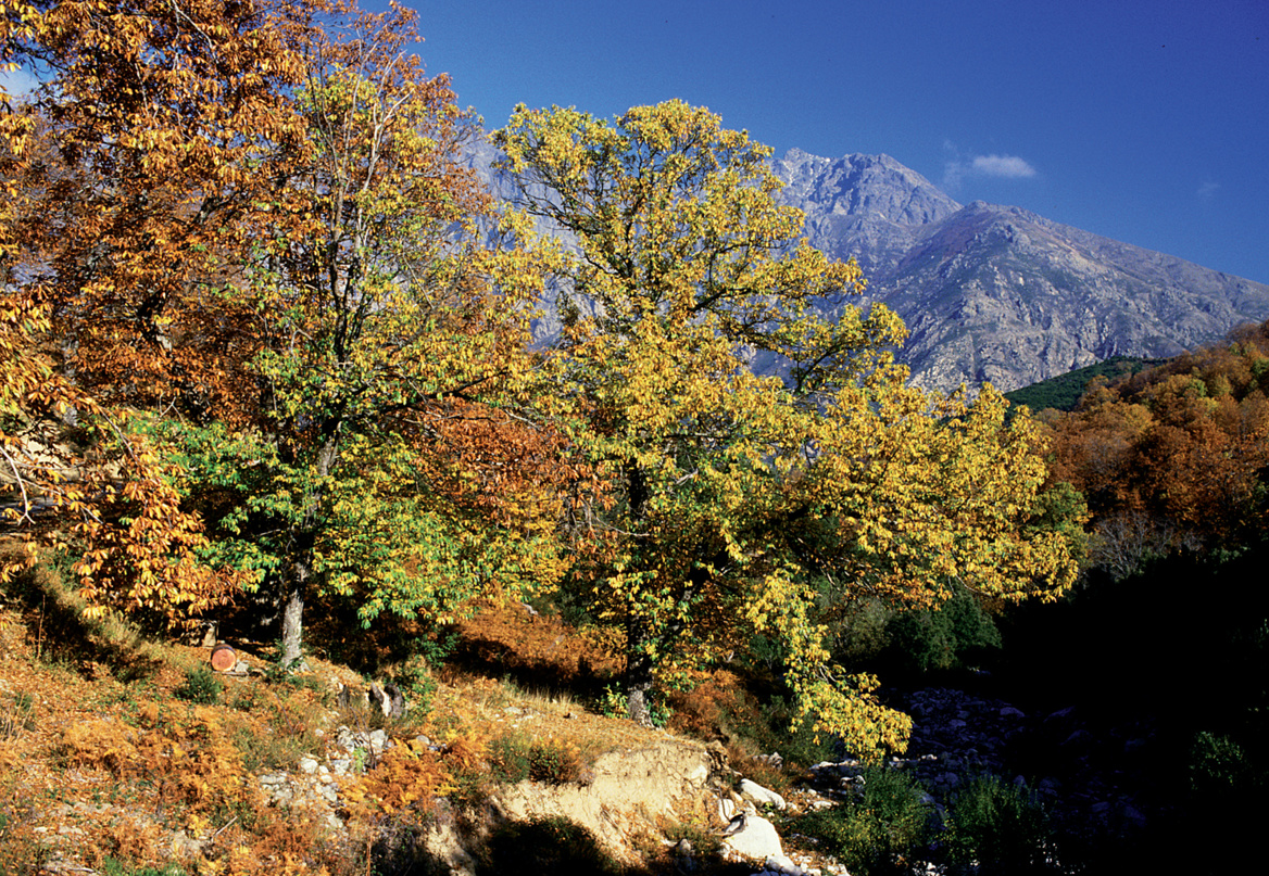 Le châtaignier Le châtaignier