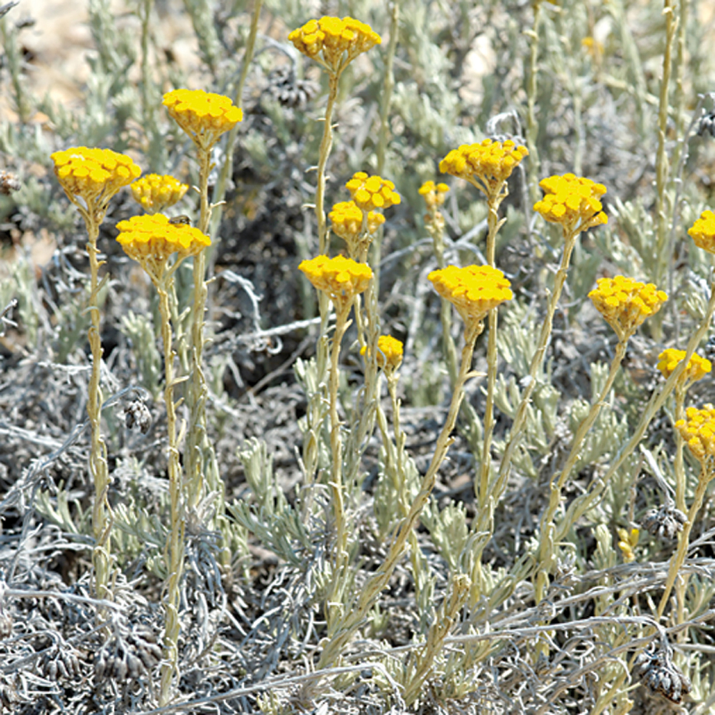 L'immortelle L'immortelle