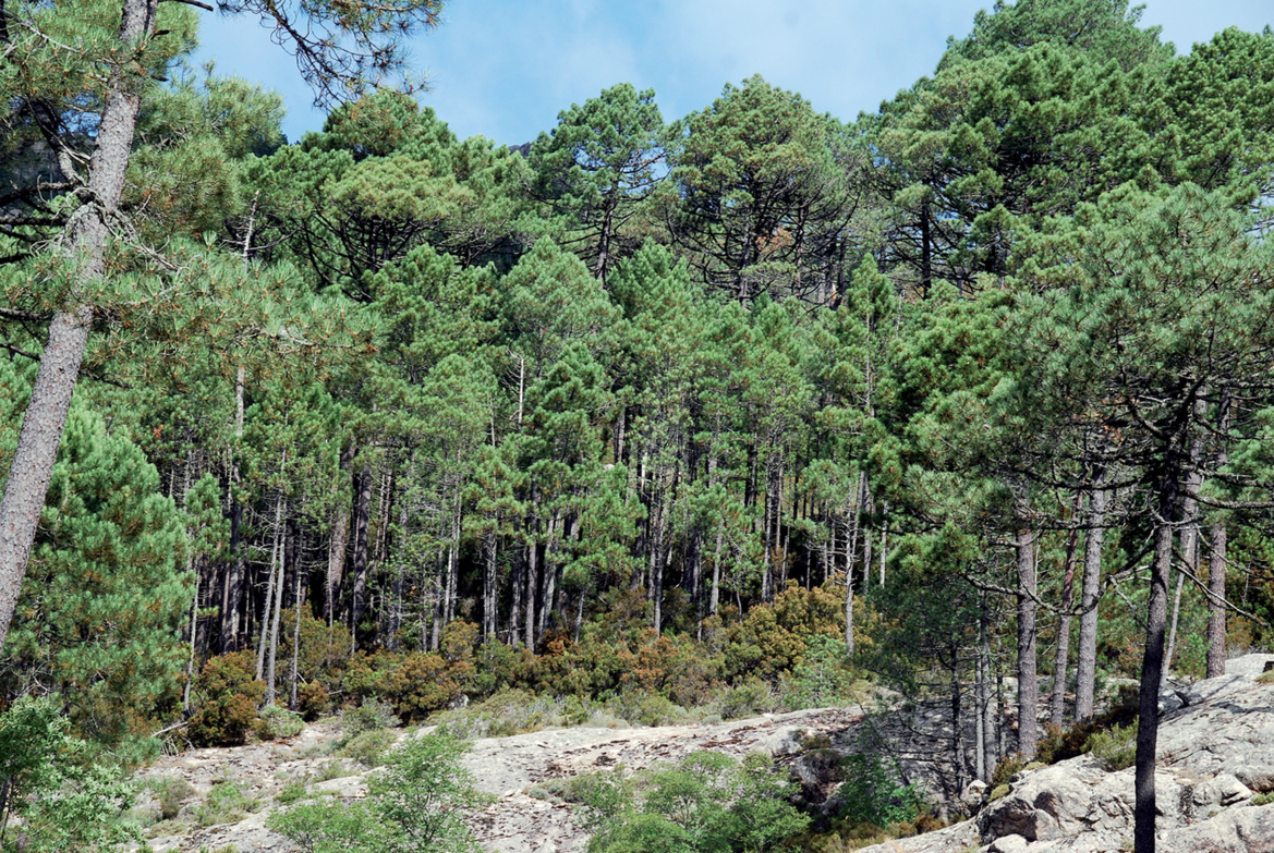 Forêt de l'Ospédale dans la région de porto Vecchio Forêt de l'Ospédale dans la région de porto Vecchio