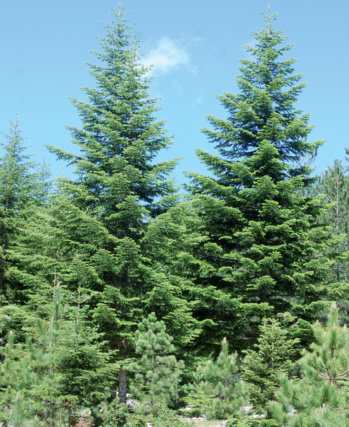 Forêt de l'Ospedale dans la région de Porto Vecchio
