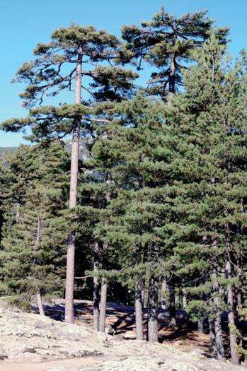 Les massifs forestiers Les massifs forestiers