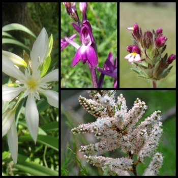 Étang de Tanchiccia Étang de Tanchiccia