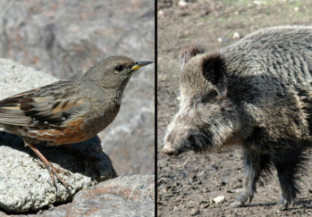 L'accenteur alpin et le sanglier L'accenteur alpin et le sanglier
