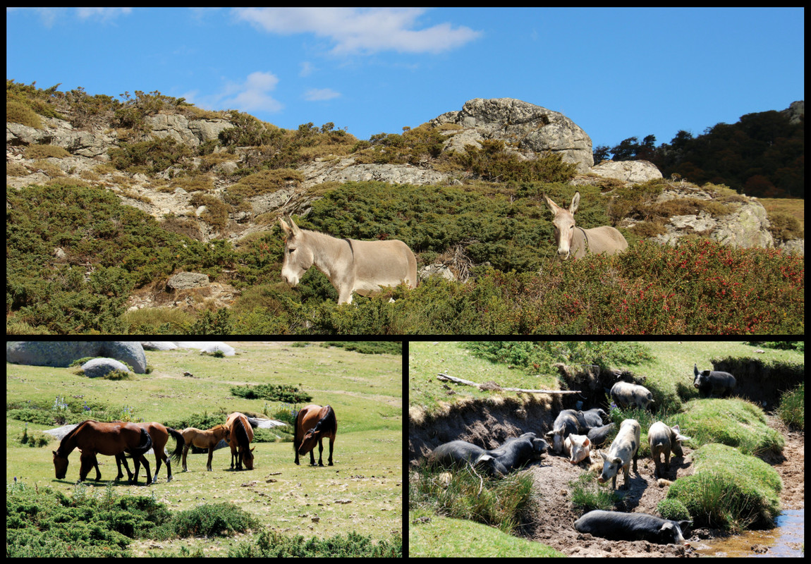 Anes, chevaux et cochons sont présents sur le plateau du Cuscionu Anes, chevaux et cochons sont présents sur le plateau du Cuscionu