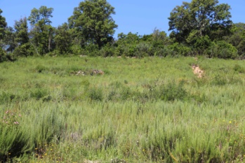 Culture de Romarin Culture de Romarin