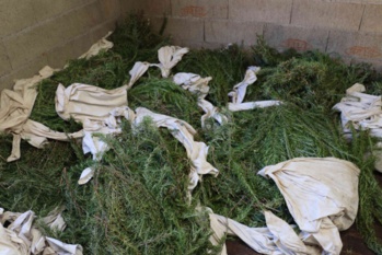 Le produit de la cueillette Le produit de la cueillette