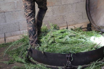 Les Huiles Essentielles Les Huiles Essentielles