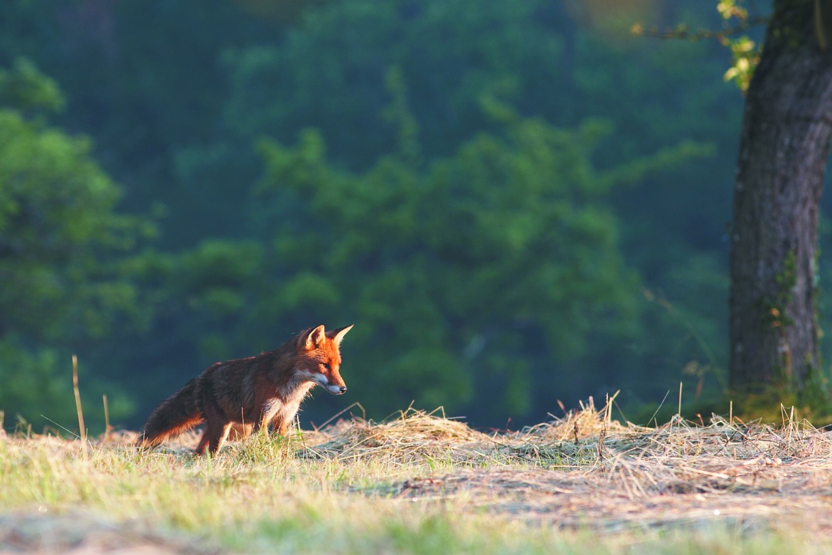 Le renard