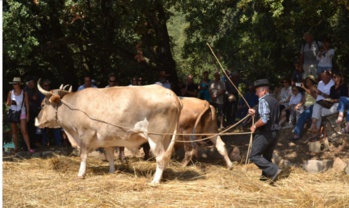 A tribbiera