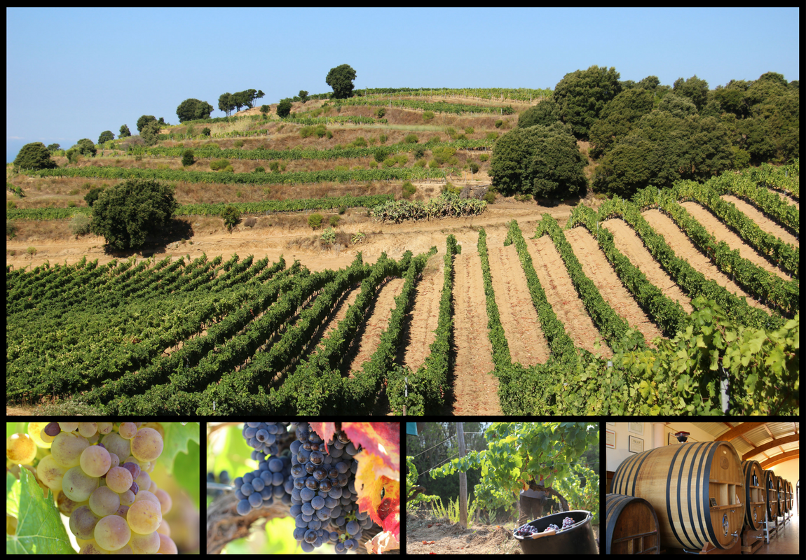Vigne et production viticole