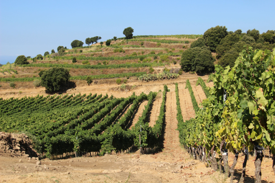 Vigne et production viticole