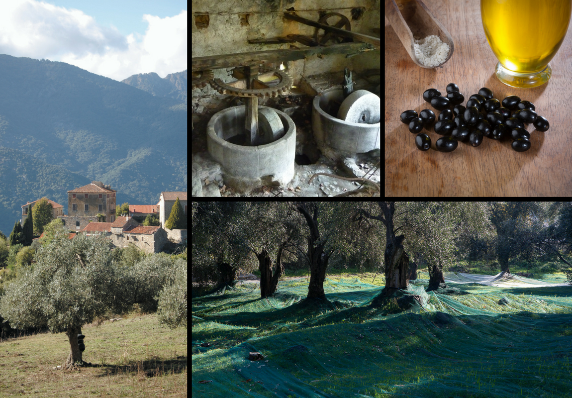 Oliviers et huile d'olive