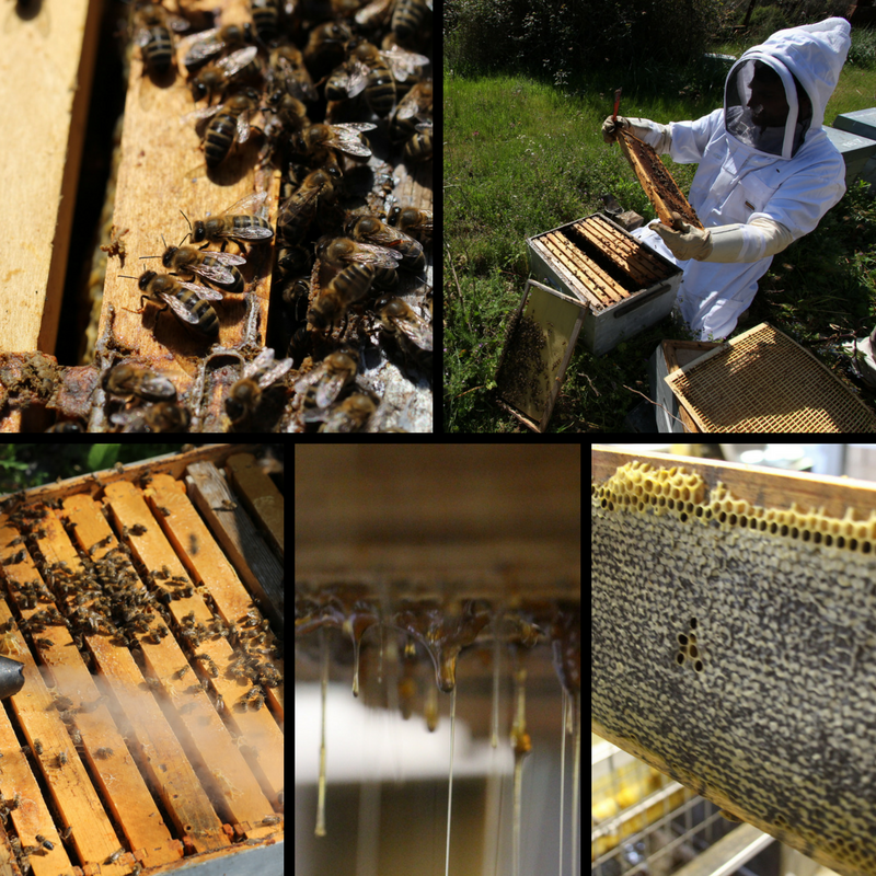 Apiculture et miel Apiculture et miel