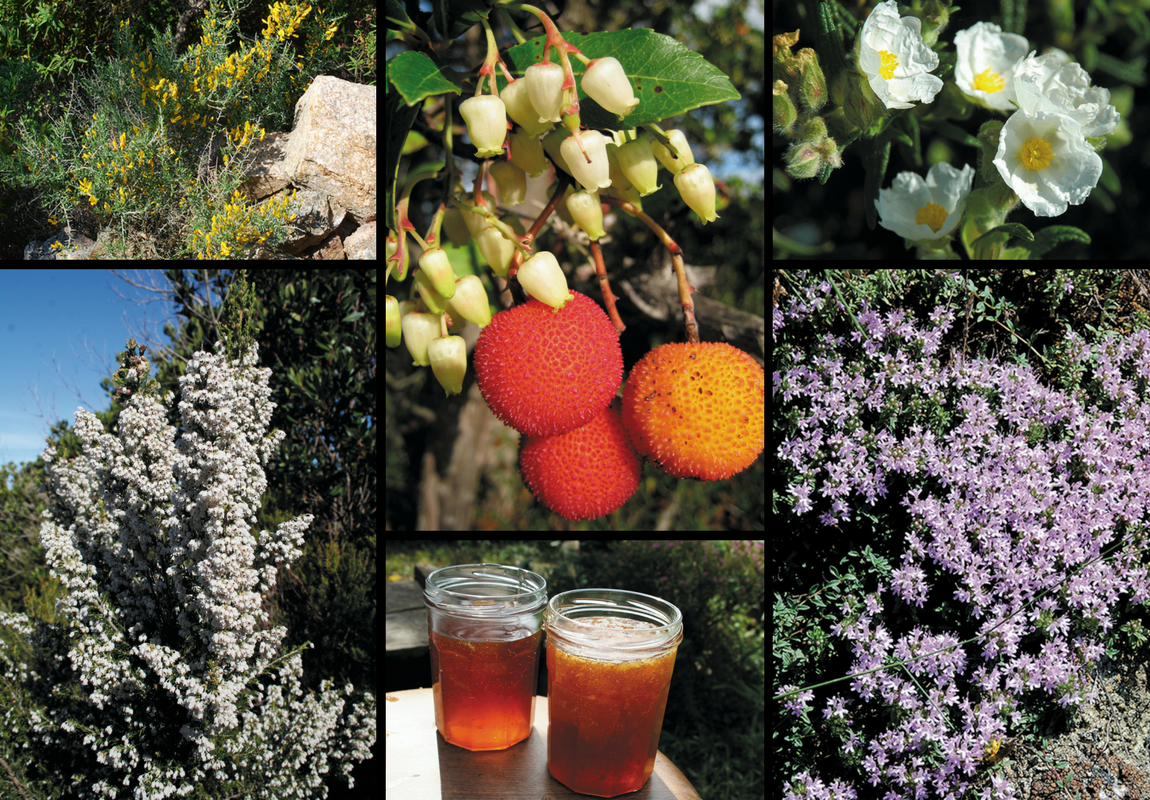 Apiculture et miel Apiculture et miel