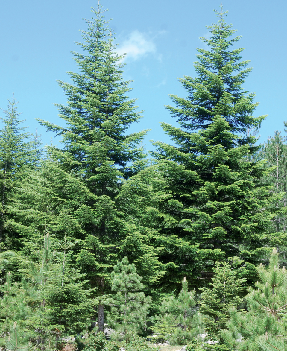 Forêt de l'Ospedale dans la région de Porto Vecchio