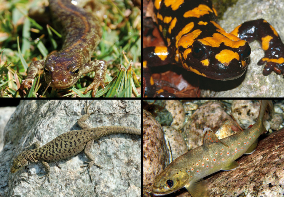 L'euprocote de Corse, la salamandre de Corse, le lézard de Bedriaga et la truite "macrostigma" L'euprocote de Corse, la salamandre de Corse, le lézard de Bedriaga et la truite "macrostigma"