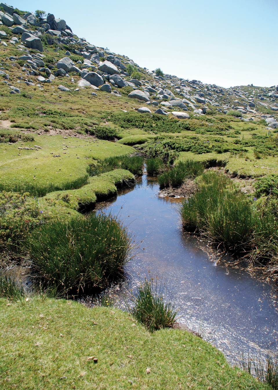 la flore du plateau du Cuscionu la flore du plateau du Cuscionu