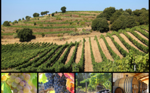 Vigne et production viticole