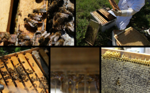 Apiculture et miel