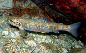 La truite macrostigma