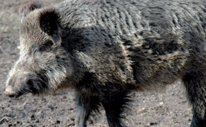 Le sanglier