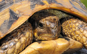 La tortue d'Hermann