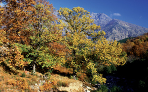 Le châtaignier