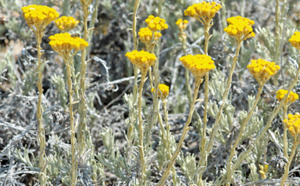 L'immortelle
