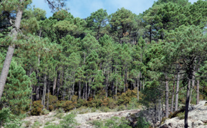 Les massifs forestiers