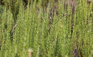  Les Huiles Essentielles