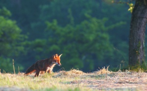 Le renard