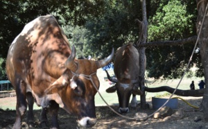 A tribbiera