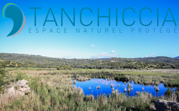 Étang de Tanchiccia