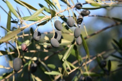Strada Antica Da a Rocca à l'Alta Rocca - Ulmetu/A Sarra di Scopamena