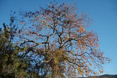 Strada Antica Da l'Urnanu à l'Alta Tàravu - Purtichju/Tassu