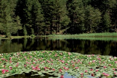 Strada Antica Da Rennu à Guagnu - Rennu / Guagnu