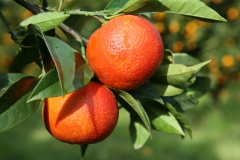 Strada Antica Da u Cèlavu à a Cinarca - Sarrula/Sari d'Urcinu