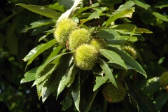 Le châtaignier