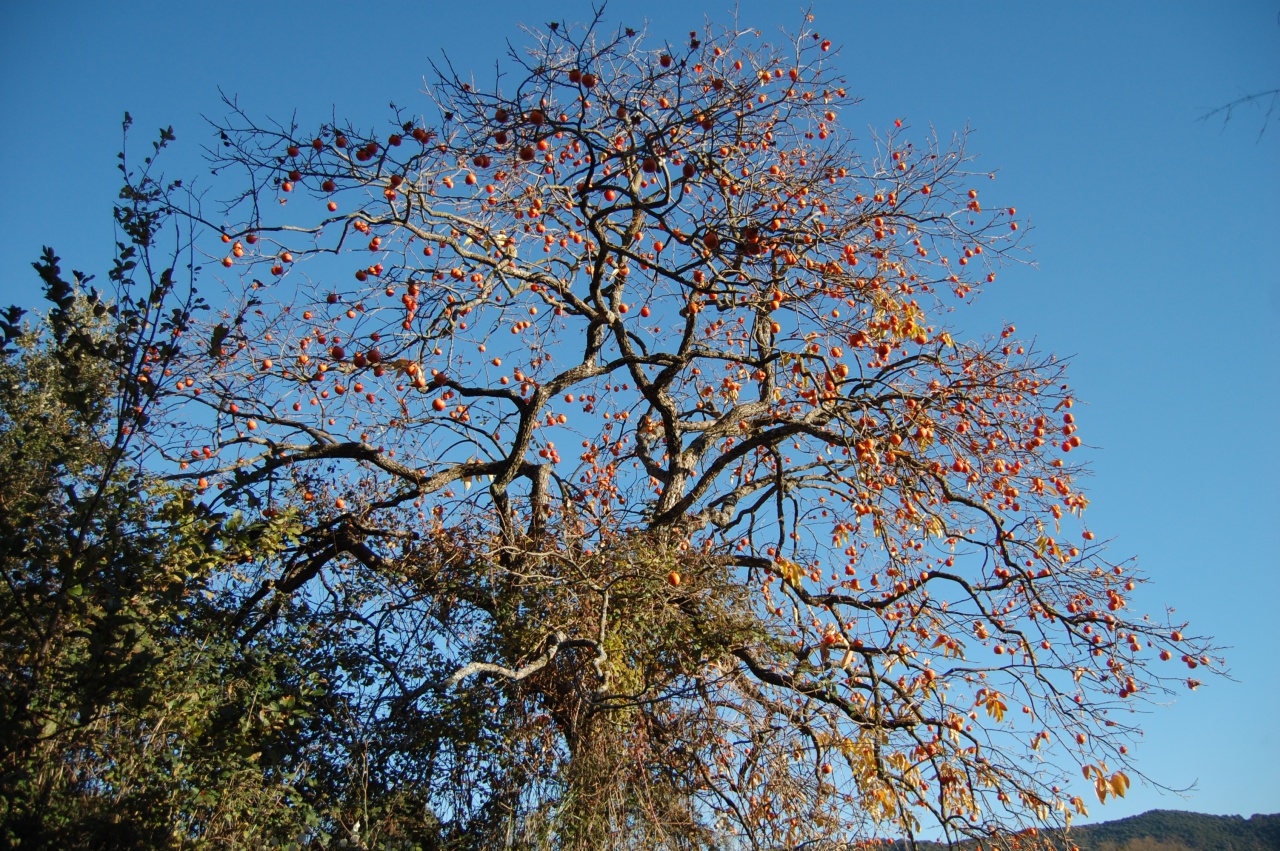 Strada Antica Da l'Urnanu à l'Alta Tàravu - Purtichju/Tassu