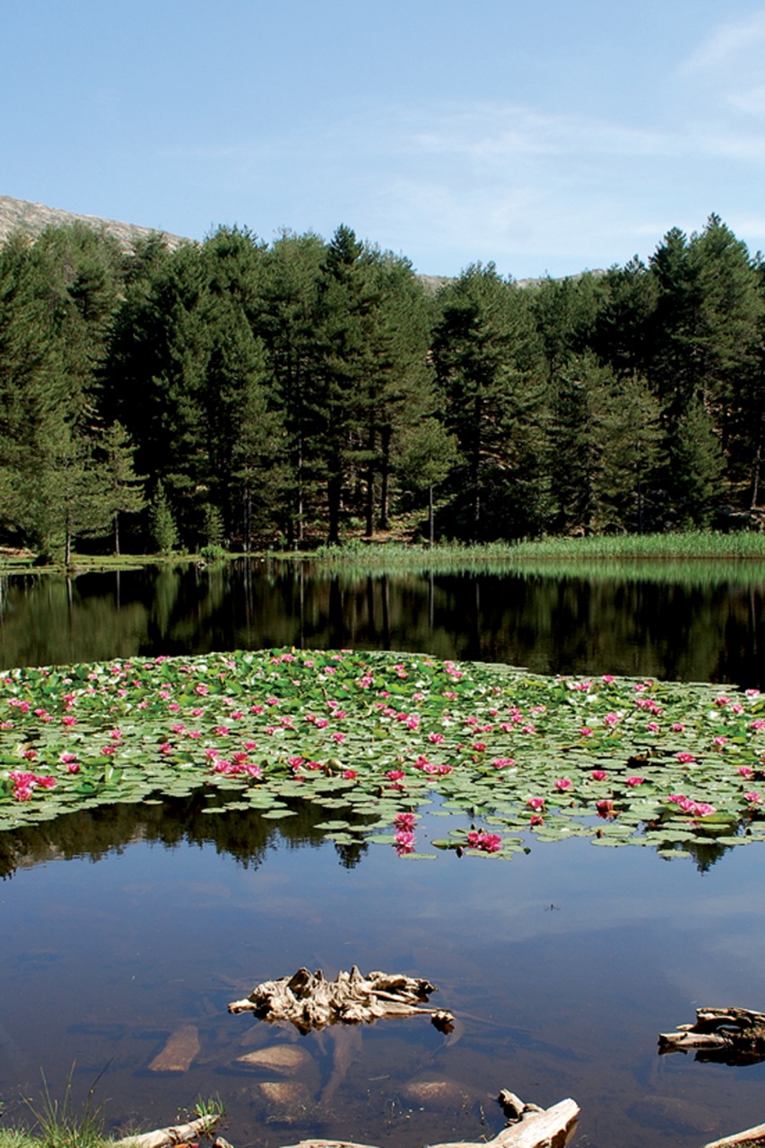 Strada Antica Da Rennu à Guagnu - Rennu / Guagnu