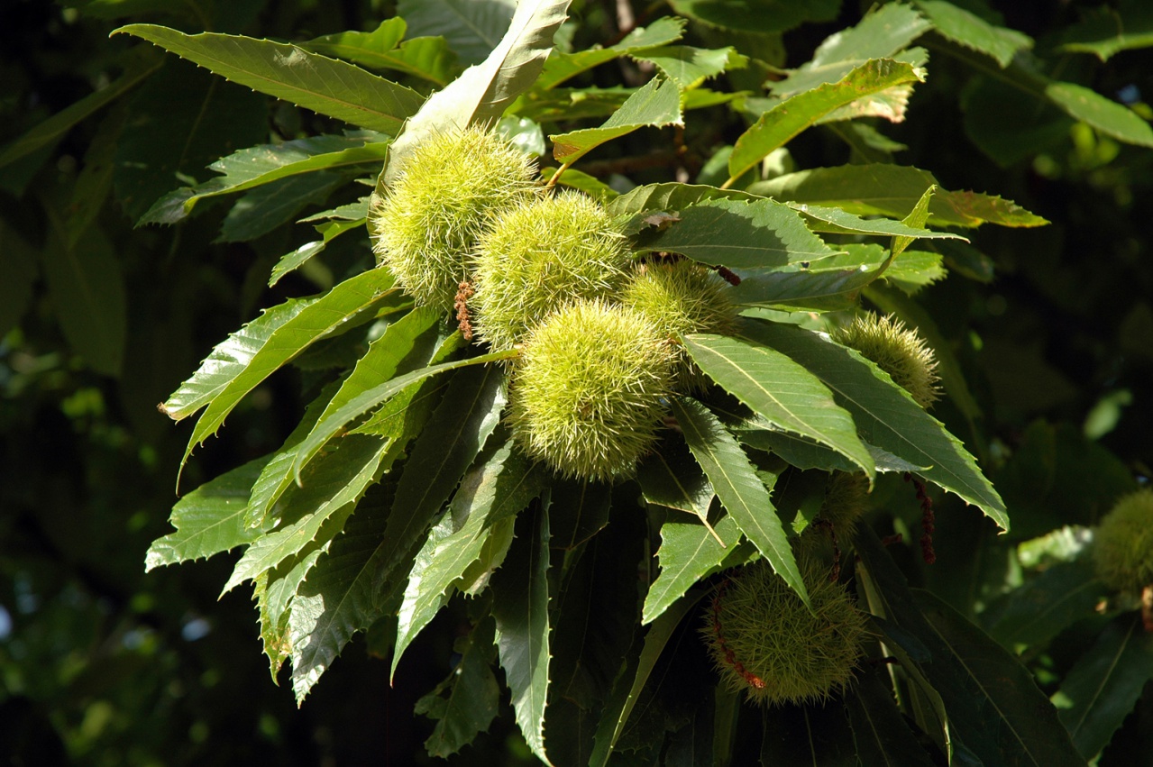 Le châtaignier