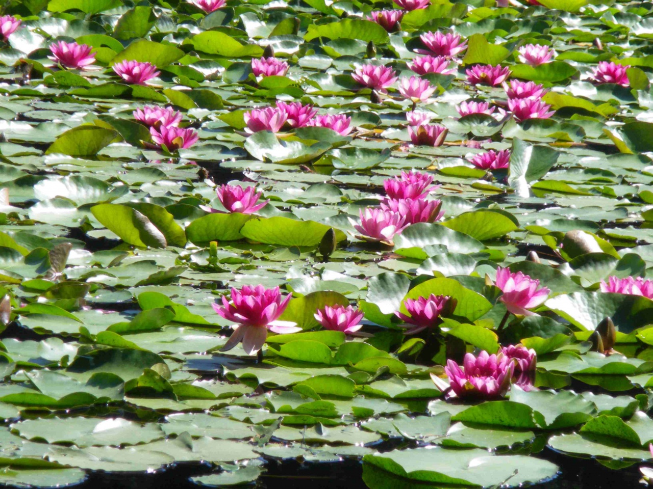 Soccia Lac de Creno